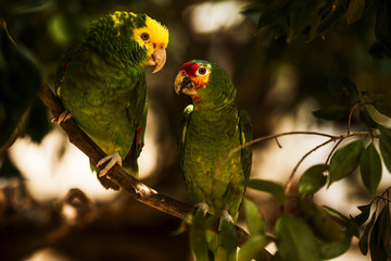 Parrots from Mexico