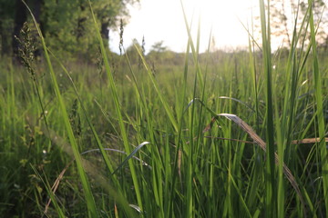 sun rays in the meadow, sunny day, bright grass, sunny morning atmosphere 