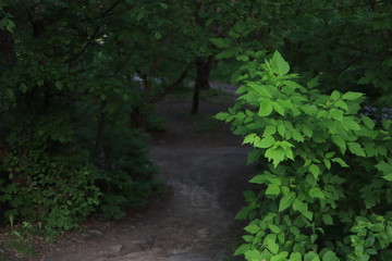 Fototapeta na wymiar maple, maple leaves, forest road