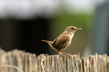 wren on a fence