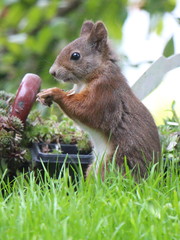 Eichhörnchen 2
