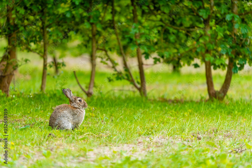 Wall mural rabbit in the grass