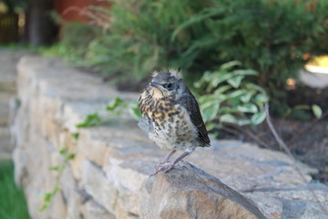 Wildlife. Birds. Birds in the wild. Birds in the zoo. 