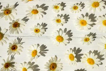 Summer background. Chamomile flowers on a white wooden background.