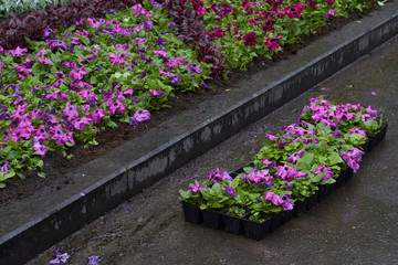 Many bright seedlings of flowers in plastic containers ready for planting on flowerbed in public park, selective focus