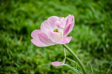 pink tulip