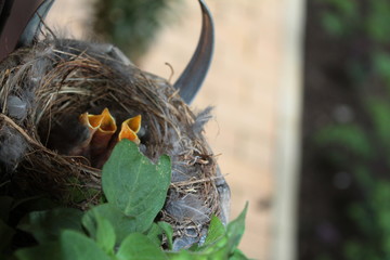 Wildlife. Birds. Birds in the wild. Birds in the zoo. 