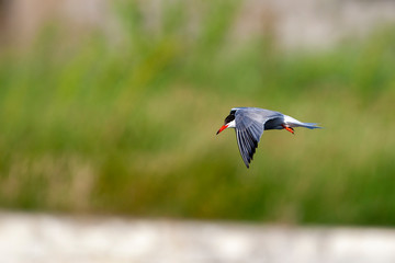 Common Tern (Sterna hirundo) bird in the natural habitat.