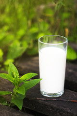 Glass of milk stand on wooden desks. Green meadow background. International milk day. 1 June. Fresh bio milk . Vertical orientation  