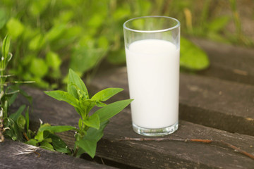 Glass of milk stand on wooden desks. Green meadow background. International milk day. 1 June. Fresh bio milk 