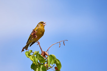European greenfinch singing (Chloris chloris), Songbird