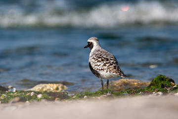 Gray Plover (Pluvialis squatarola) bird in the natural habitat.