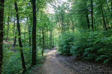 Path through the forest in a suburban recreational and relaxing location in the Bratislava Forest Park