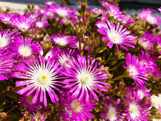 Violet flowers Delosperma cooperi on the sunny day.