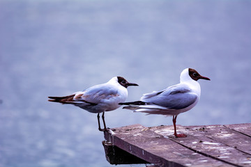 Two seagulls sit on a pier on the lake