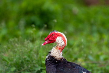  black and red duck in the meadow