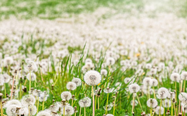 Dandelions at a sunny spring time