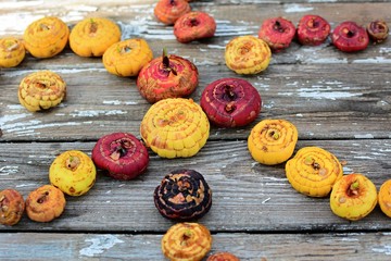 Multi-colored gladiolus bulbs lie in the form of a pattern on an old gray background.