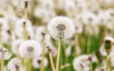 Close up stripe view of a dandelion (Taraxacum)