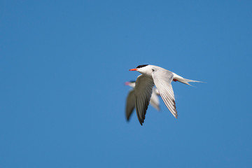 Common Tern (Sterna hirundo) bird in the natural habitat.