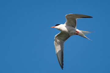 Common Tern (Sterna hirundo) bird in the natural habitat.