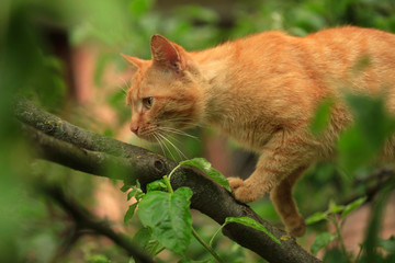 Portrait of fluffy wild cats