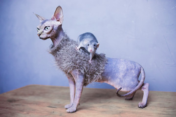 Cat and rat. Sphinx in clothes, bald cat in a warm sweater and rat dumbo. Hairless dressed cat,...