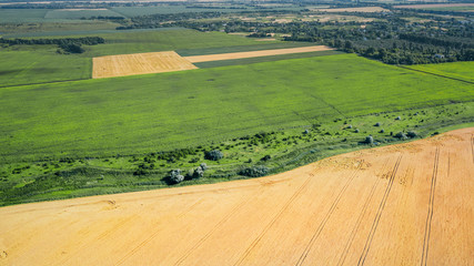 aerial view of yellow and green wheat fields. natural spring summer background. drone shot. Farmland from above