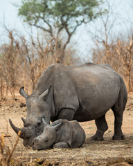 Mother Daughter Rhino