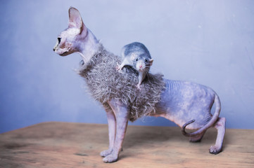 Cat and rat. Sphinx in clothes, bald cat in a warm sweater and rat dumbo. Hairless dressed cat,...