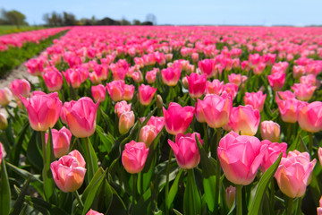 Fields full of Dutch tulips