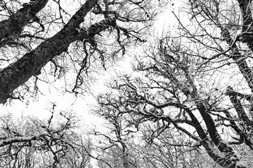Black and white trees in the snow view from below. Leafless winter trees with snow on branches. Fabulous beech forest in winter. Black and white natural background.