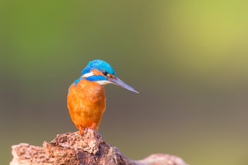 Common kingfisher