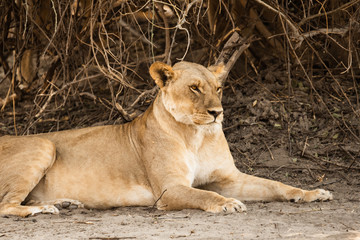 Naklejka premium Female Lion