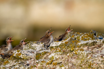 Common Tern (Sterna hirundo) bird in the natural habitat.