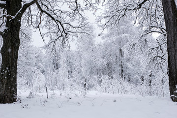 Snow-covered, fabulous forest after heavy snowfall.