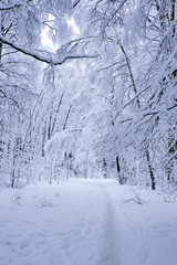 A path in a snowy, fabulous, forest after heavy snowfall.