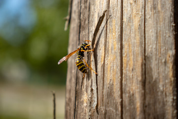 wasp on a wooden fence