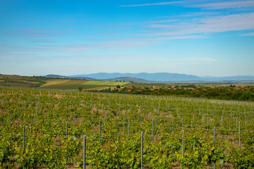 Fototapeta na wymiar wineyard and blue sky