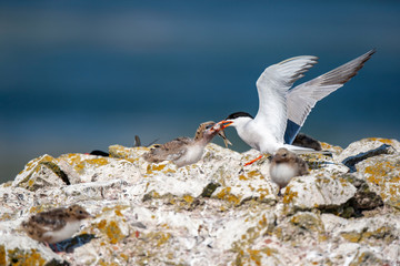 Common Tern (Sterna hirundo) bird in the natural habitat.