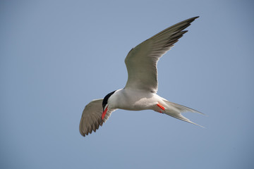 Common Tern (Sterna hirundo) bird in the natural habitat.