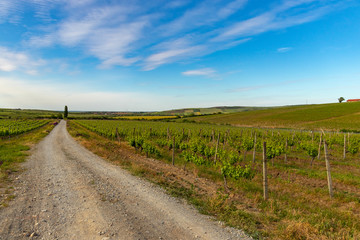 Fototapeta na wymiar country road in vineyard