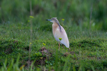Squacco Heron (Ardeola ralloides) in its natural habitat.