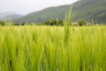 Barley field in sunset time. Barley grain is used for flour, barley bread, and animal fodder