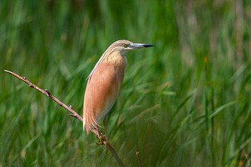 Squacco Heron (Ardeola ralloides) in its natural habitat.