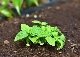 Growing basil plant in the ground.