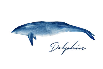 Watercolor illustration of a dolphin on a white background. Realistic underwater wild animal.
