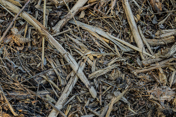 burnt dry grass nature background close up