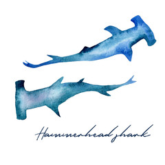 Watercolor illustration of a hammerhead on a white background. Realistic underwater wild animal.