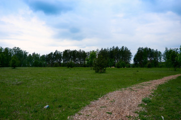 Obraz premium Beautiful panorama of green city park at dawn. Green Forest summer Landscape and blue sky.